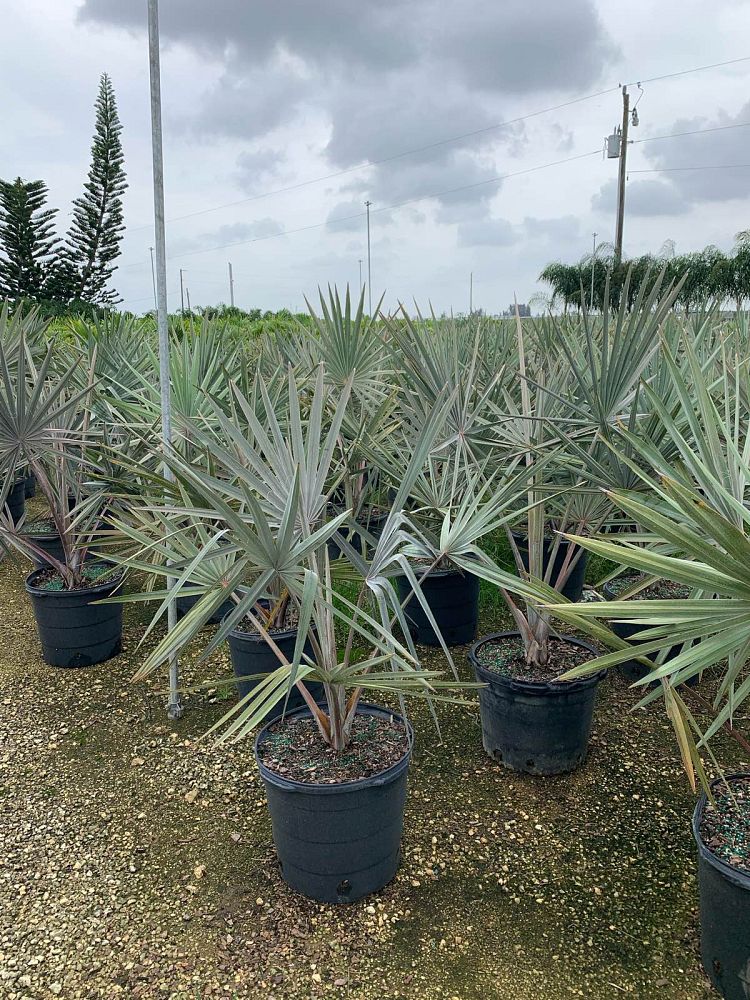 bismarckia-nobilis-silver-bismarck-palm