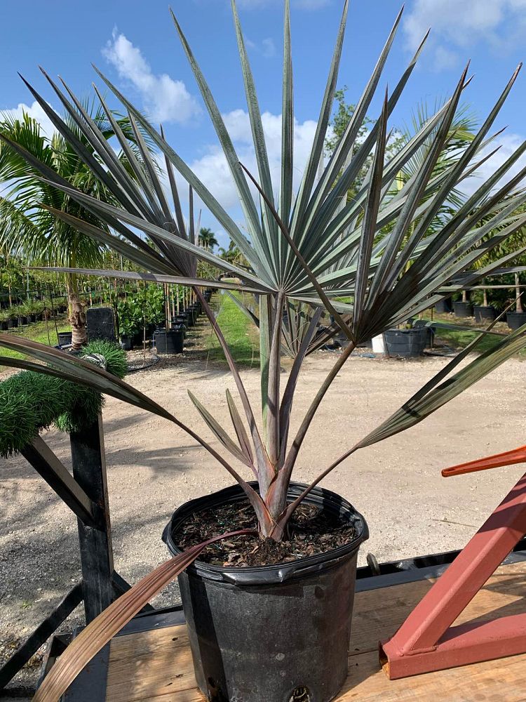 bismarckia-nobilis-silver-bismarck-palm