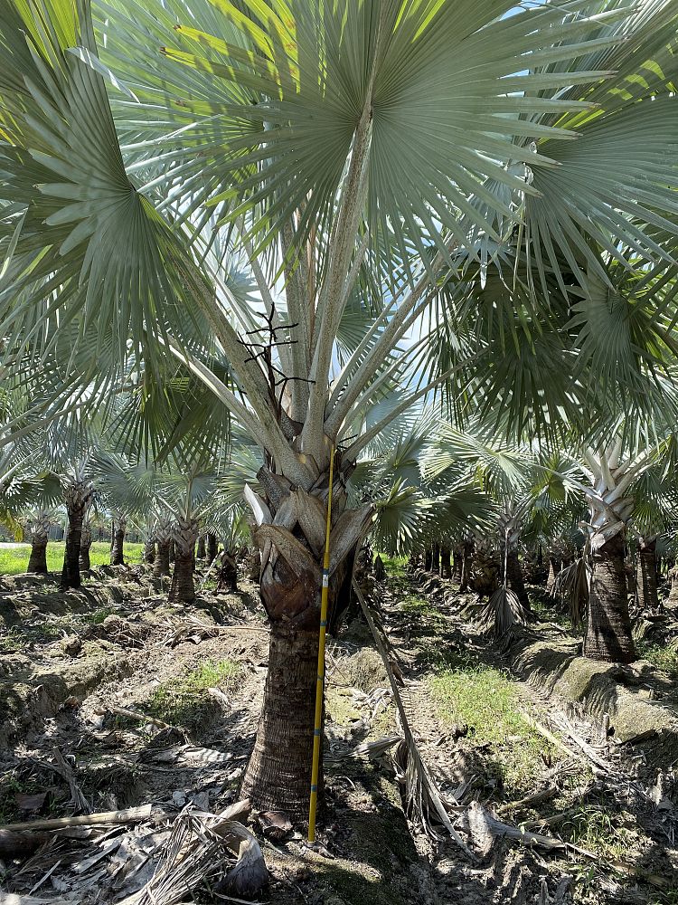 bismarckia-nobilis-silver-bismarck-palm
