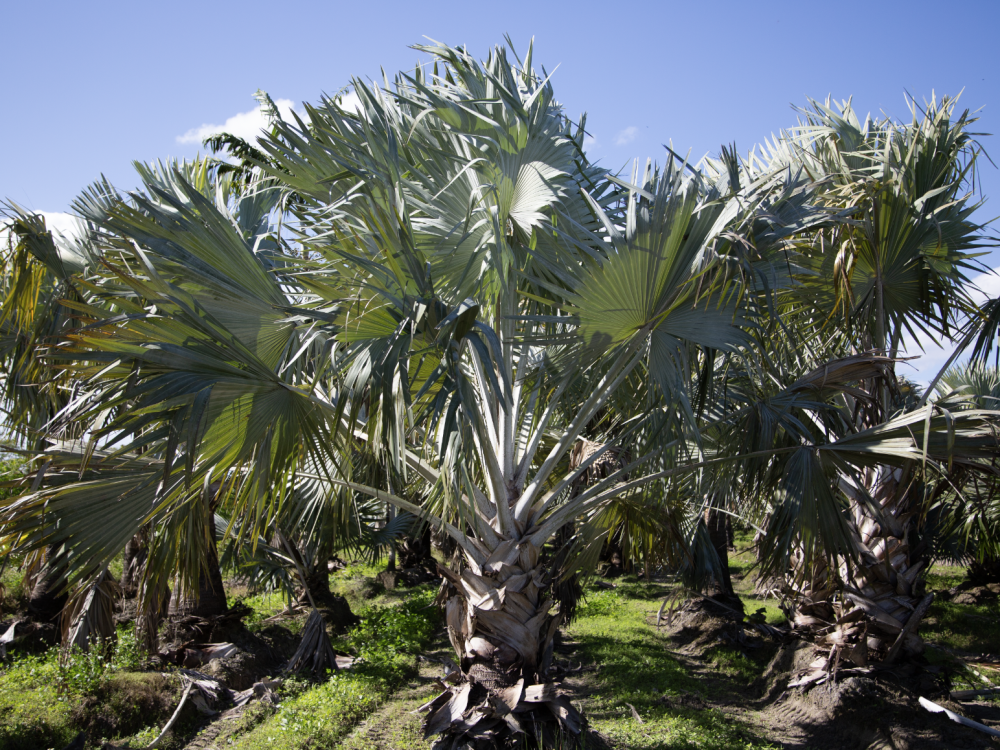 bismarckia-nobilis-silver-bismarck-palm