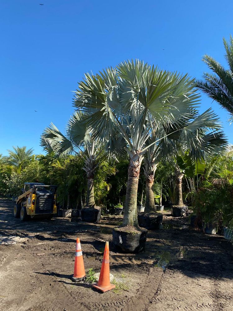 bismarckia-nobilis-silver-bismarck-palm