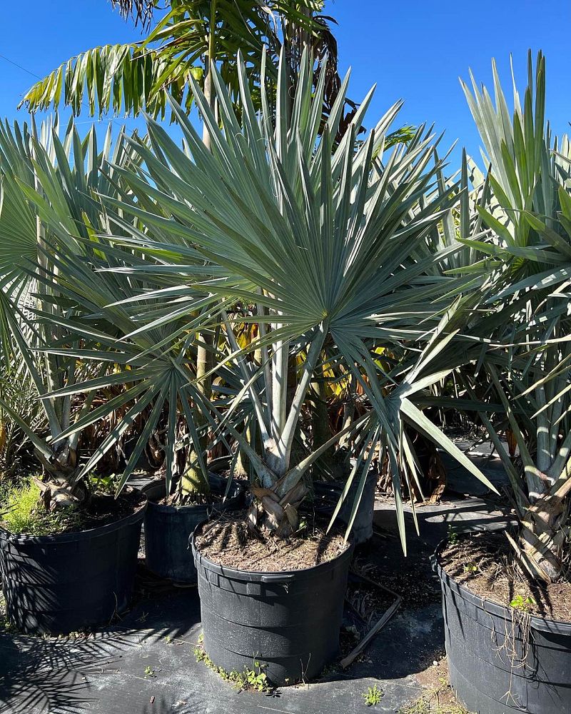 bismarckia-nobilis-silver-bismarck-palm