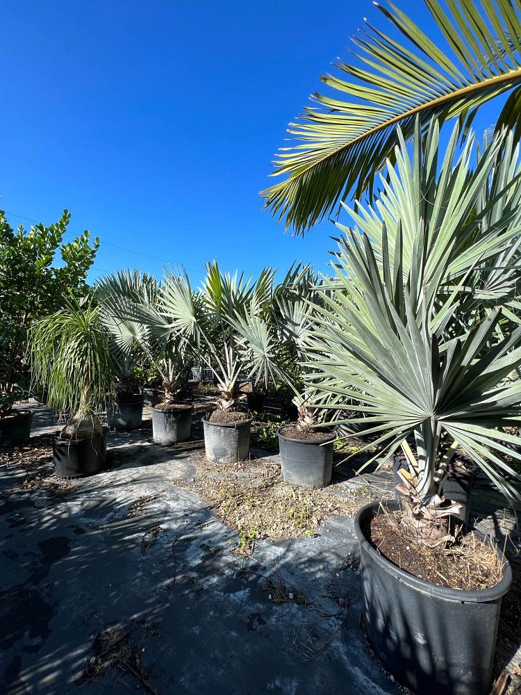 bismarckia-nobilis-silver-bismarck-palm