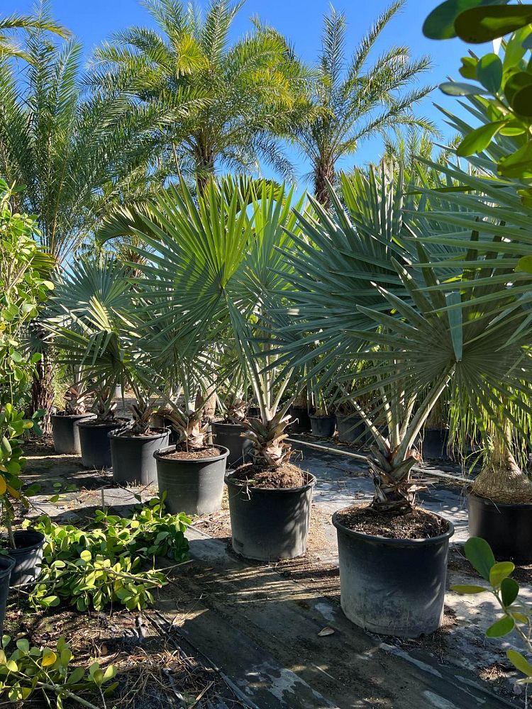 bismarckia-nobilis-silver-bismarck-palm