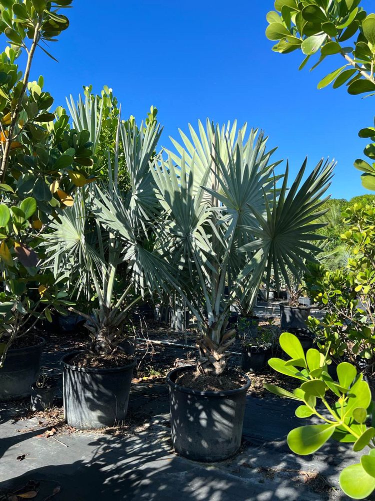 bismarckia-nobilis-silver-bismarck-palm