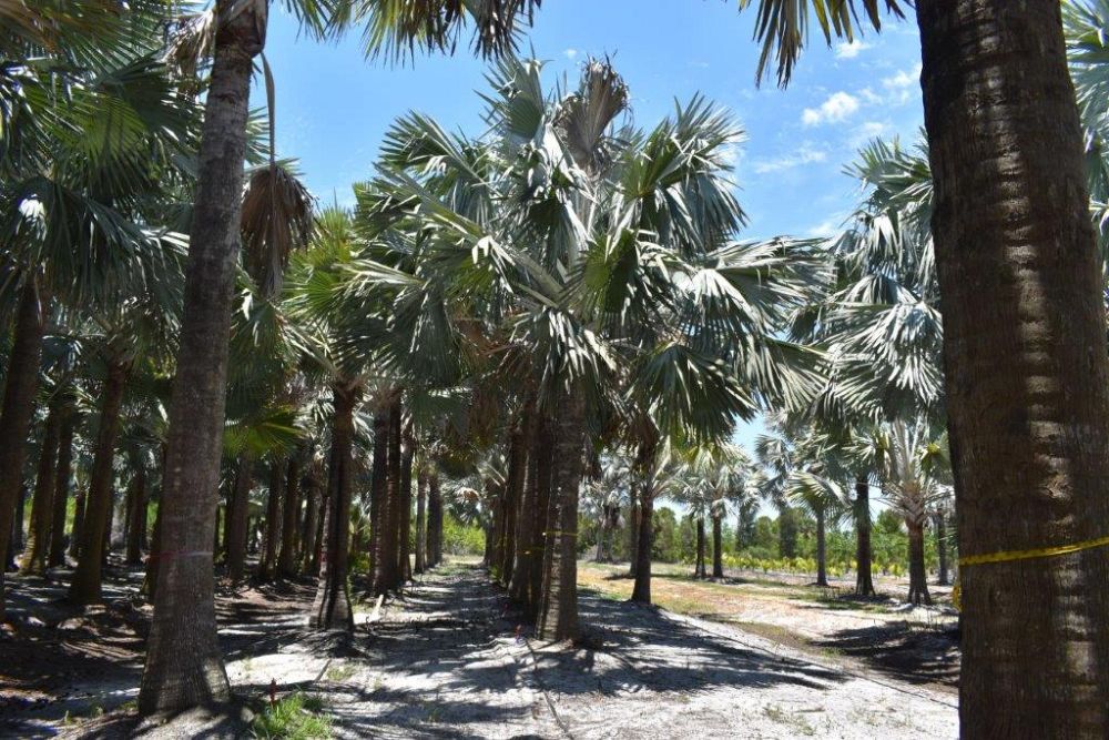 bismarckia-nobilis-silver-bismarck-palm