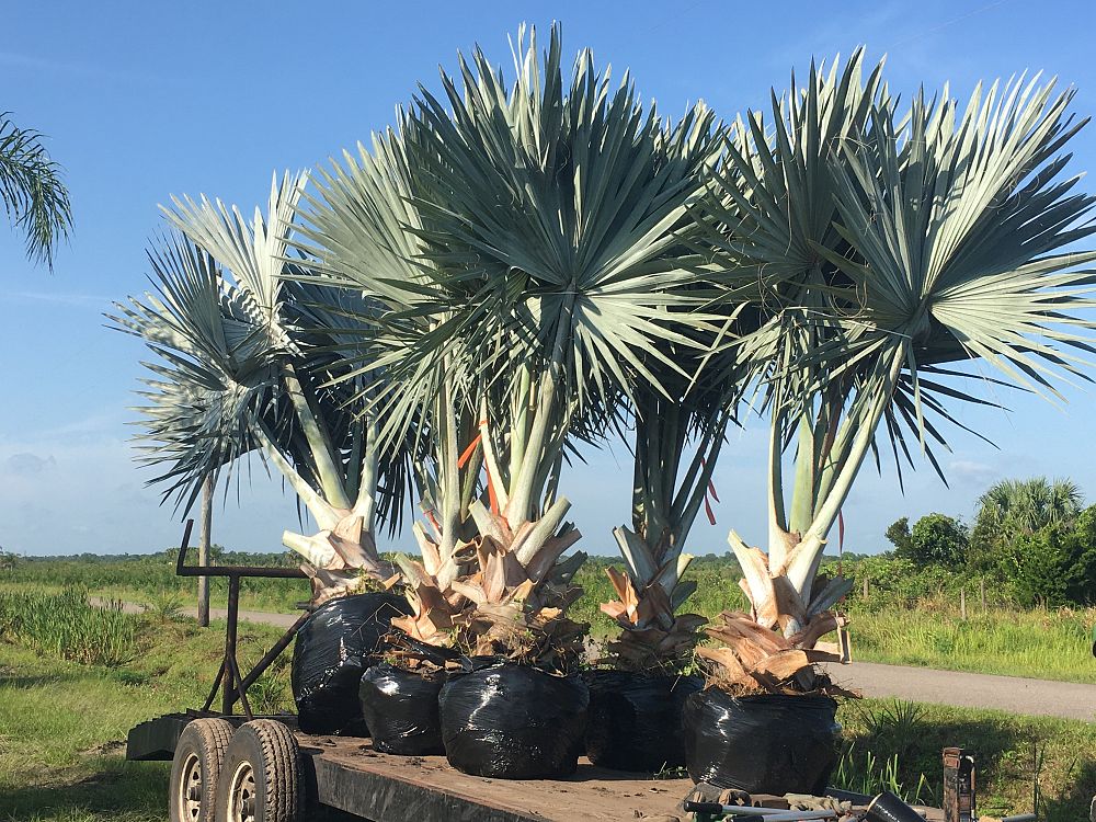 bismarckia-nobilis-silver-bismarck-palm