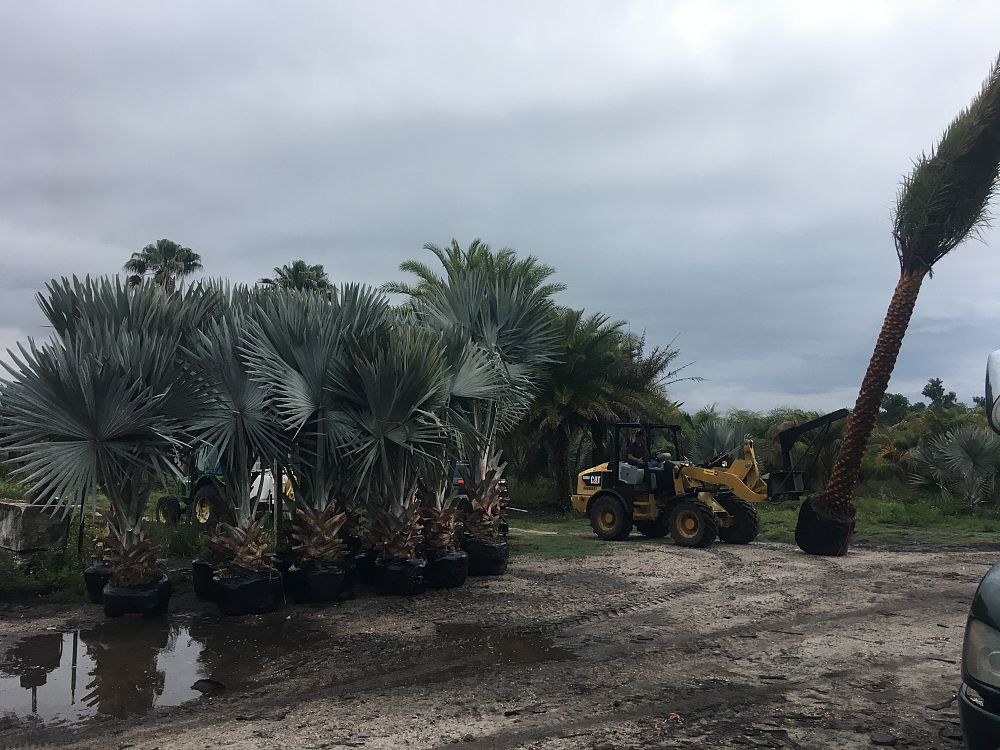 bismarckia-nobilis-silver-bismarck-palm