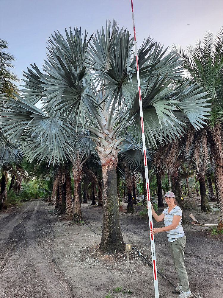 bismarckia-nobilis-silver-bismarck-palm