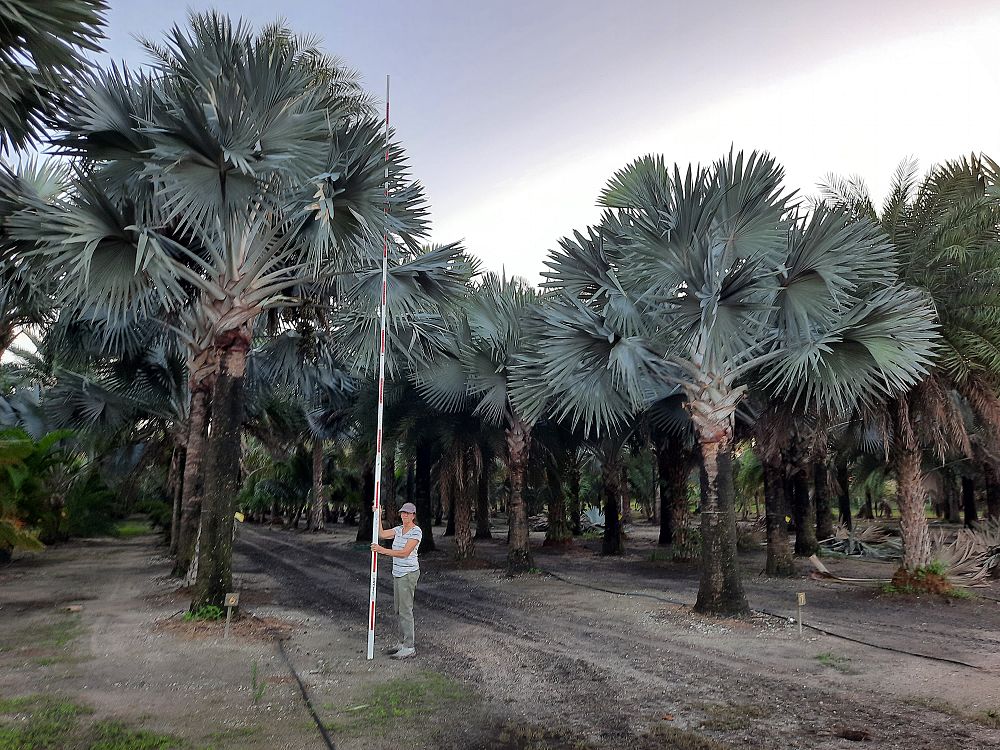bismarckia-nobilis-silver-bismarck-palm