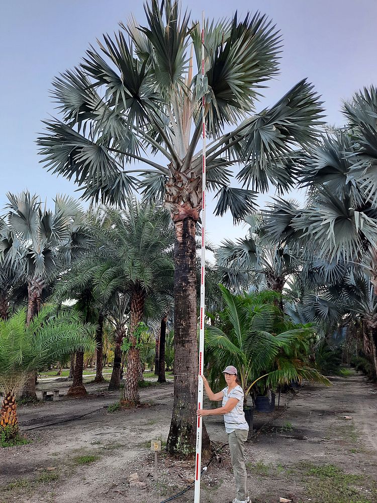 bismarckia-nobilis-silver-bismarck-palm