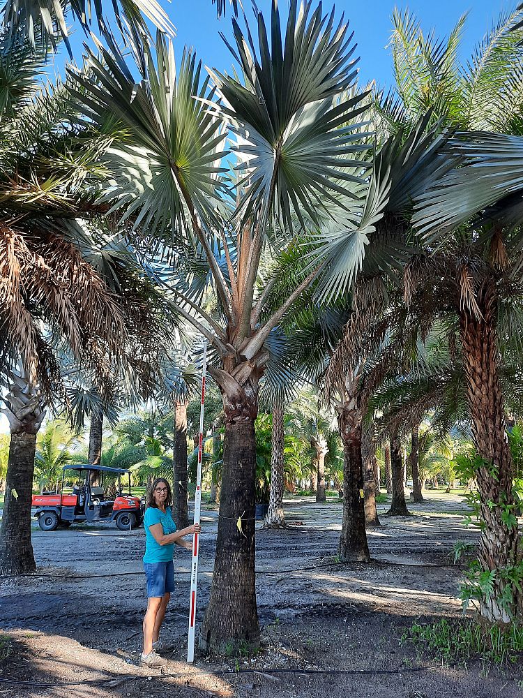 bismarckia-nobilis-silver-bismarck-palm