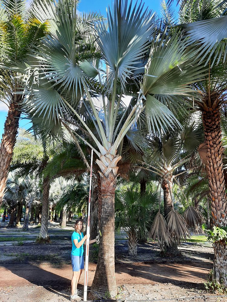 bismarckia-nobilis-silver-bismarck-palm
