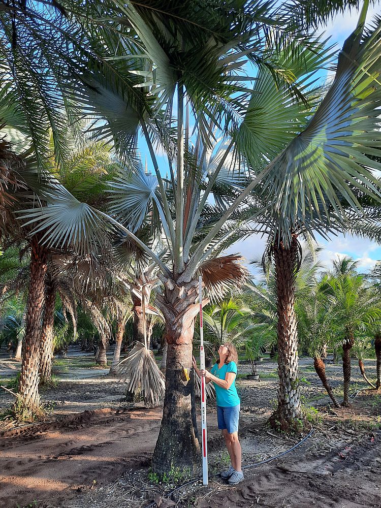 bismarckia-nobilis-silver-bismarck-palm