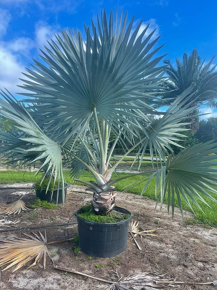 bismarckia-nobilis-silver-bismarck-palm