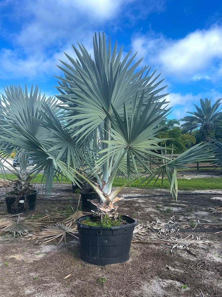 bismarckia-nobilis-silver-bismarck-palm