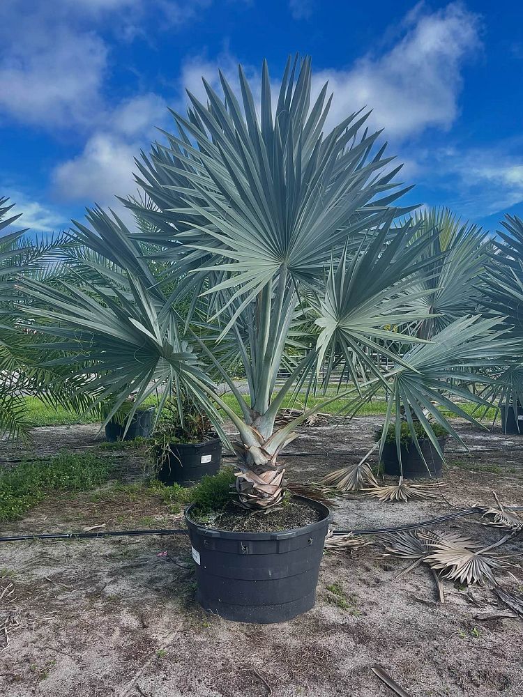 bismarckia-nobilis-silver-bismarck-palm