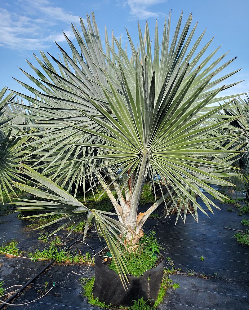 bismarckia-nobilis-silver-bismarck-palm