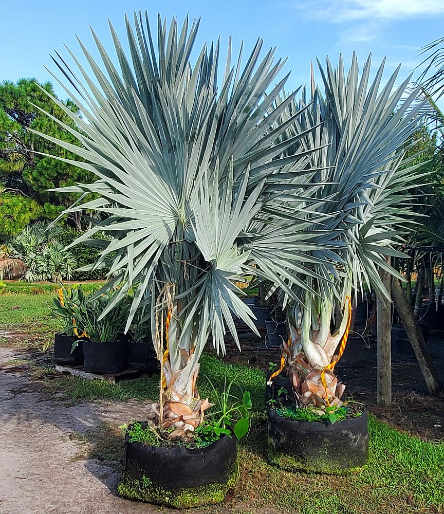 bismarckia-nobilis-silver-bismarck-palm