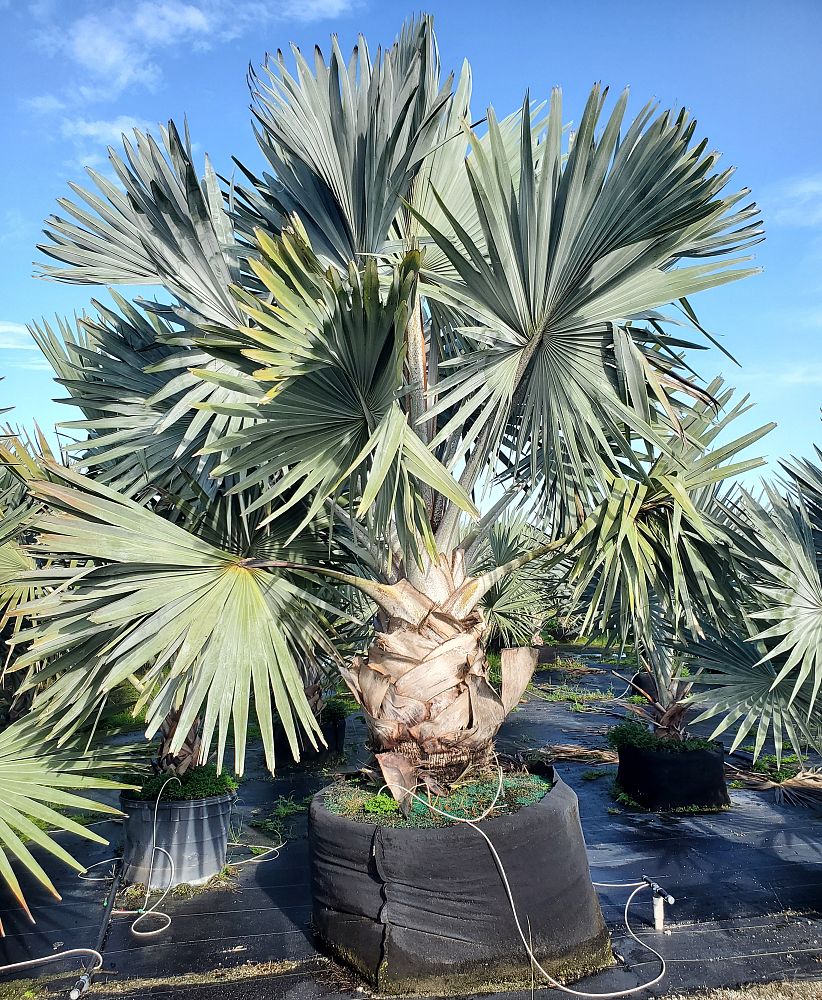 bismarckia-nobilis-silver-bismarck-palm