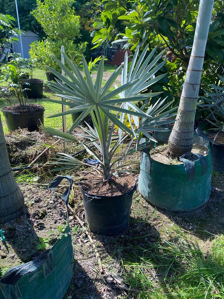 bismarckia-nobilis-silver-bismarck-palm