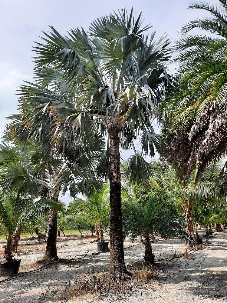 bismarckia-nobilis-silver-bismarck-palm