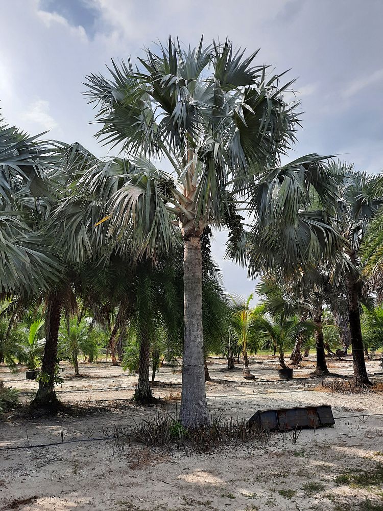 bismarckia-nobilis-silver-bismarck-palm