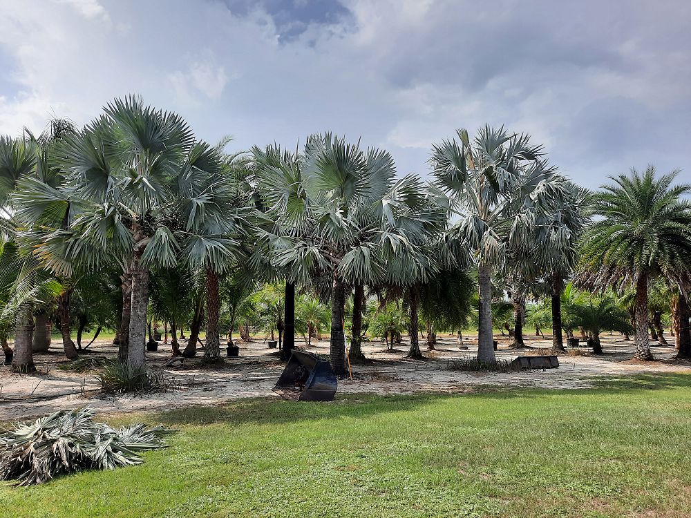 bismarckia-nobilis-silver-bismarck-palm
