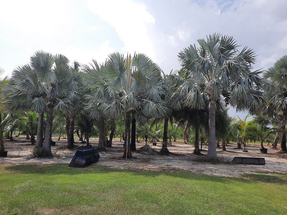 bismarckia-nobilis-silver-bismarck-palm