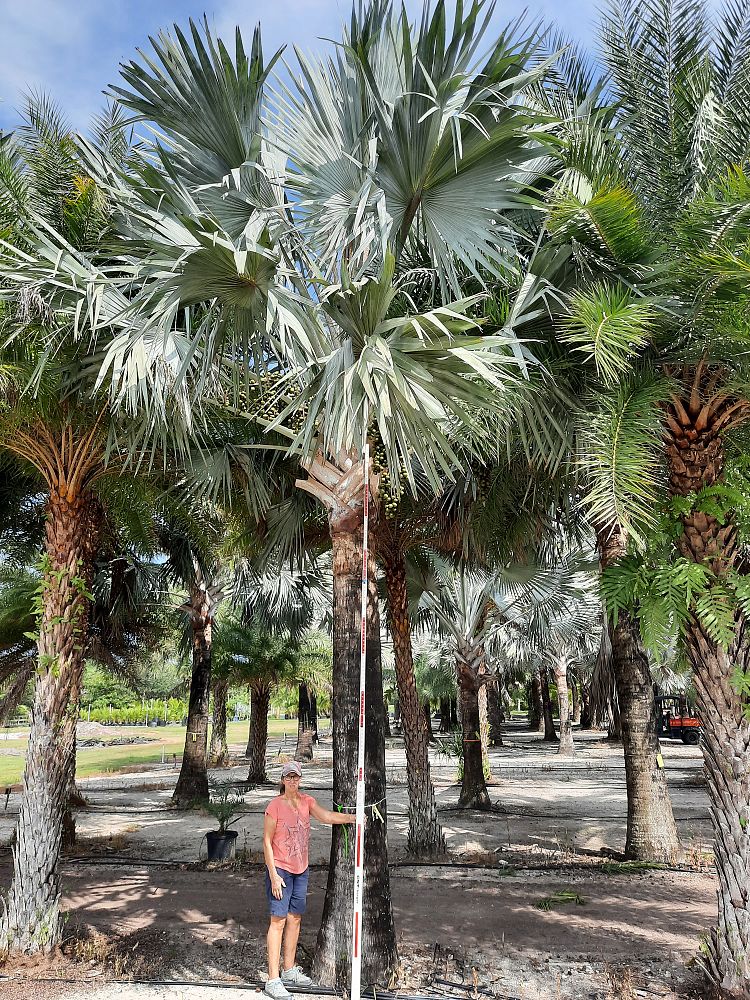 bismarckia-nobilis-silver-bismarck-palm
