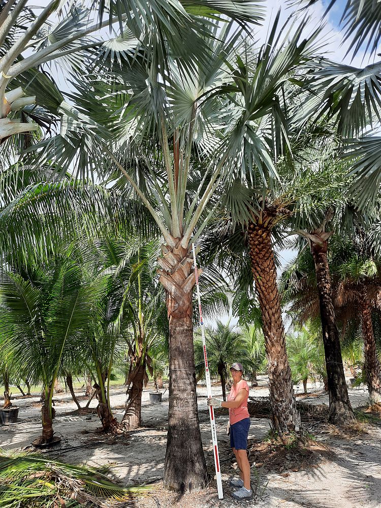 bismarckia-nobilis-silver-bismarck-palm