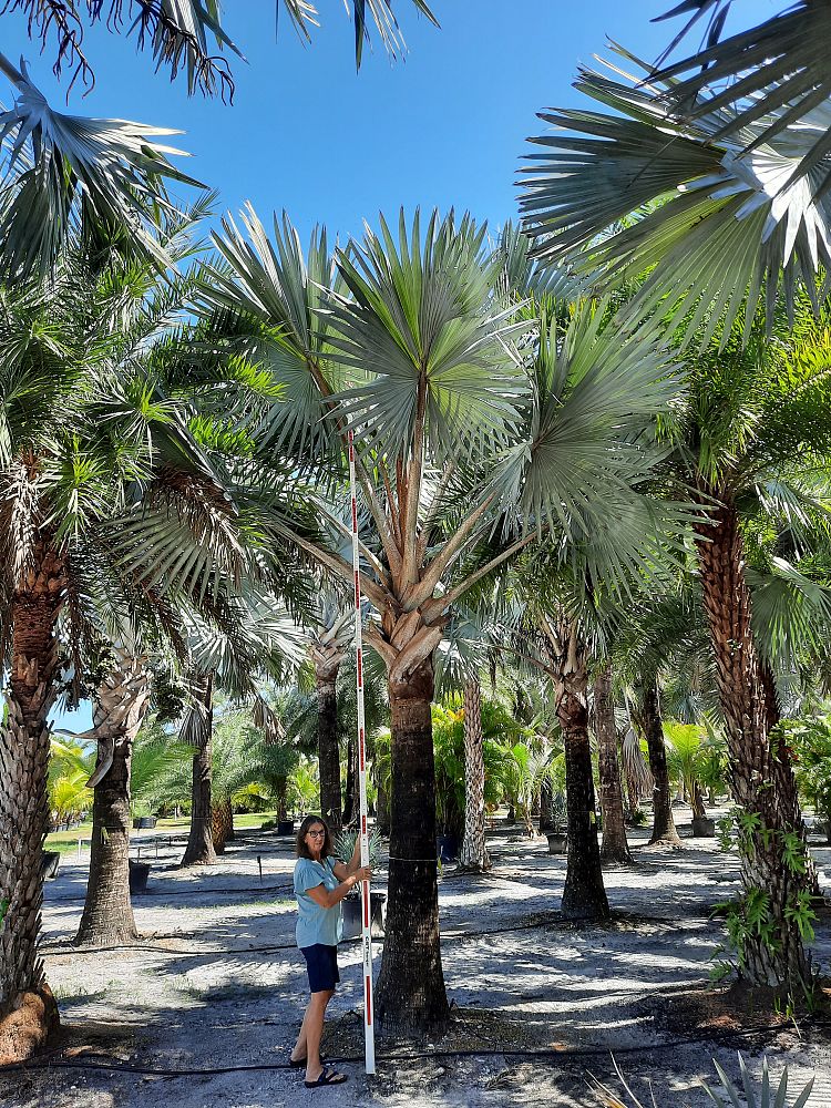bismarckia-nobilis-silver-bismarck-palm