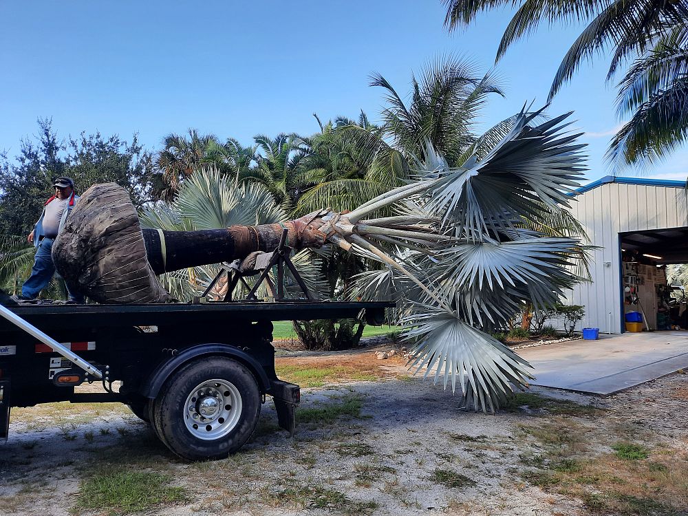 bismarckia-nobilis-silver-bismarck-palm