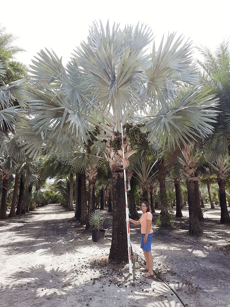 bismarckia-nobilis-silver-bismarck-palm
