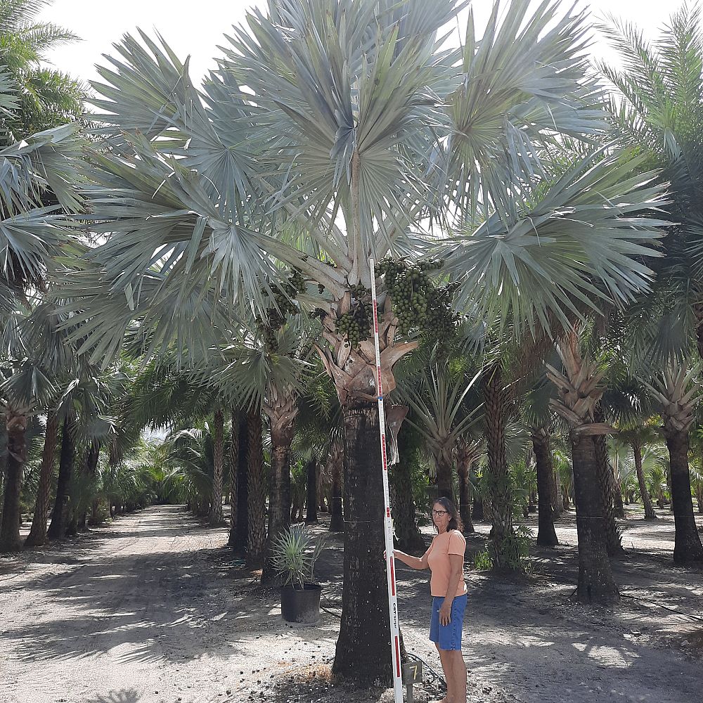 bismarckia-nobilis-silver-bismarck-palm