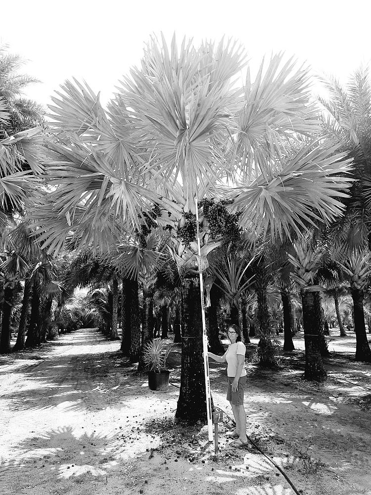 bismarckia-nobilis-silver-bismarck-palm