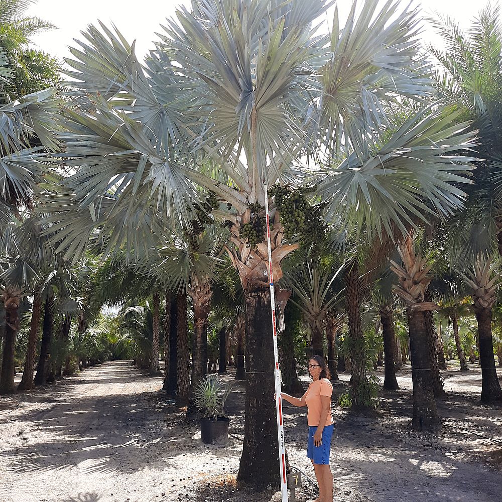 bismarckia-nobilis-silver-bismarck-palm