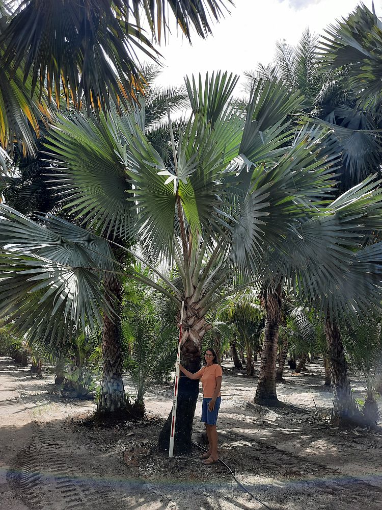 bismarckia-nobilis-silver-bismarck-palm