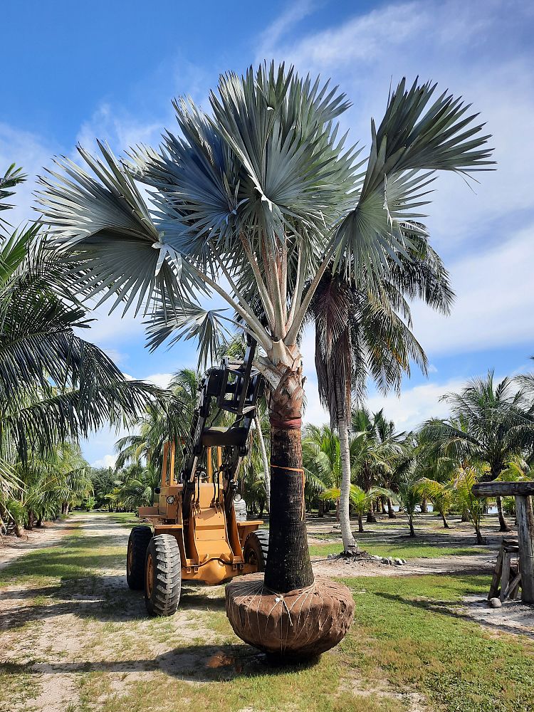 bismarckia-nobilis-silver-bismarck-palm