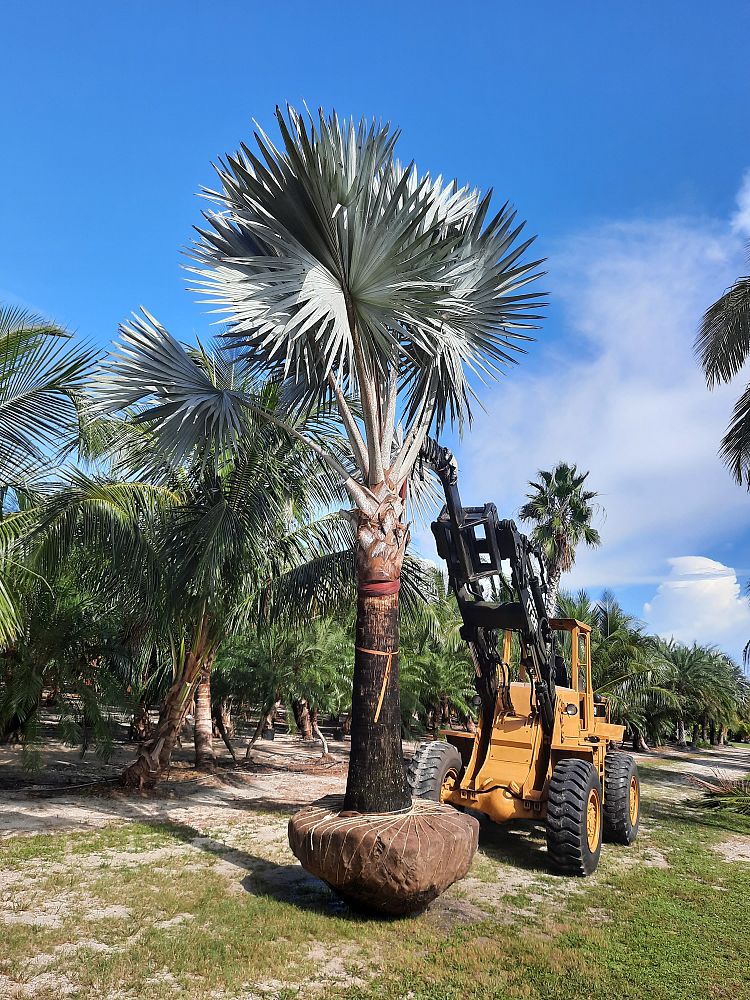 bismarckia-nobilis-silver-bismarck-palm