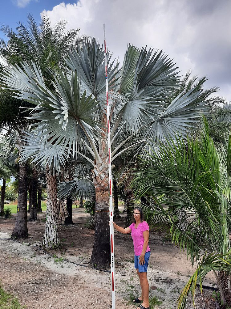 bismarckia-nobilis-silver-bismarck-palm