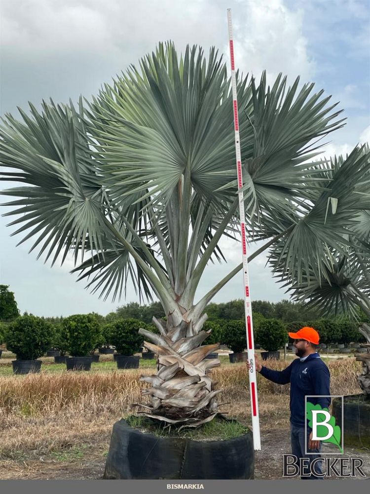 bismarckia-nobilis-silver-bismarck-palm