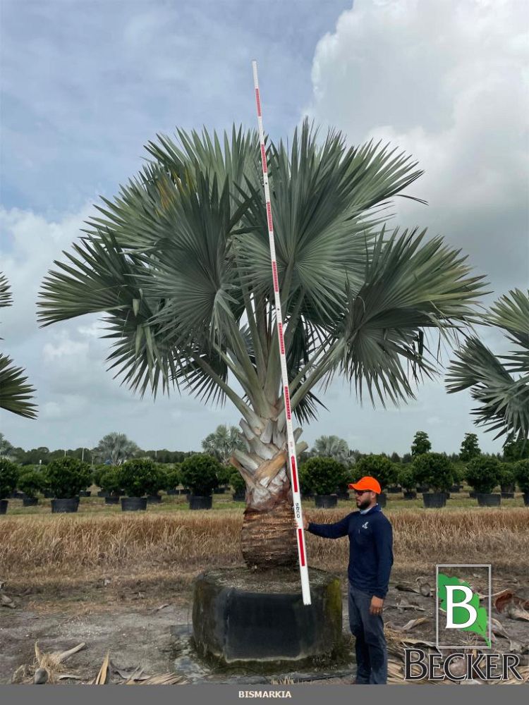 bismarckia-nobilis-silver-bismarck-palm