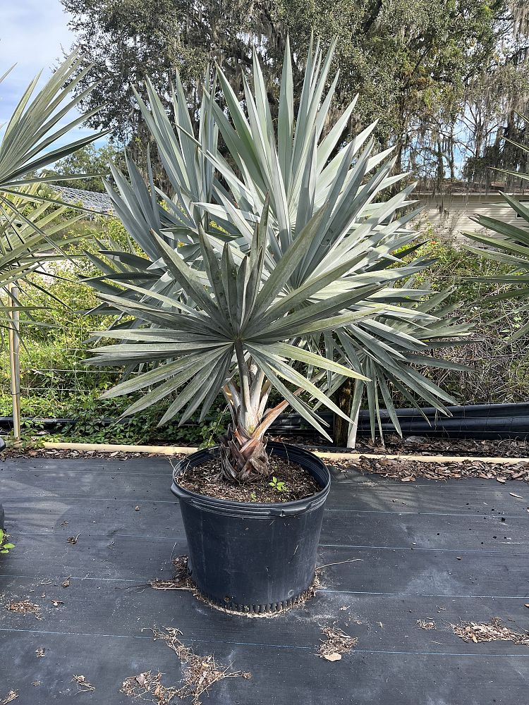 bismarckia-nobilis-silver-bismarck-palm
