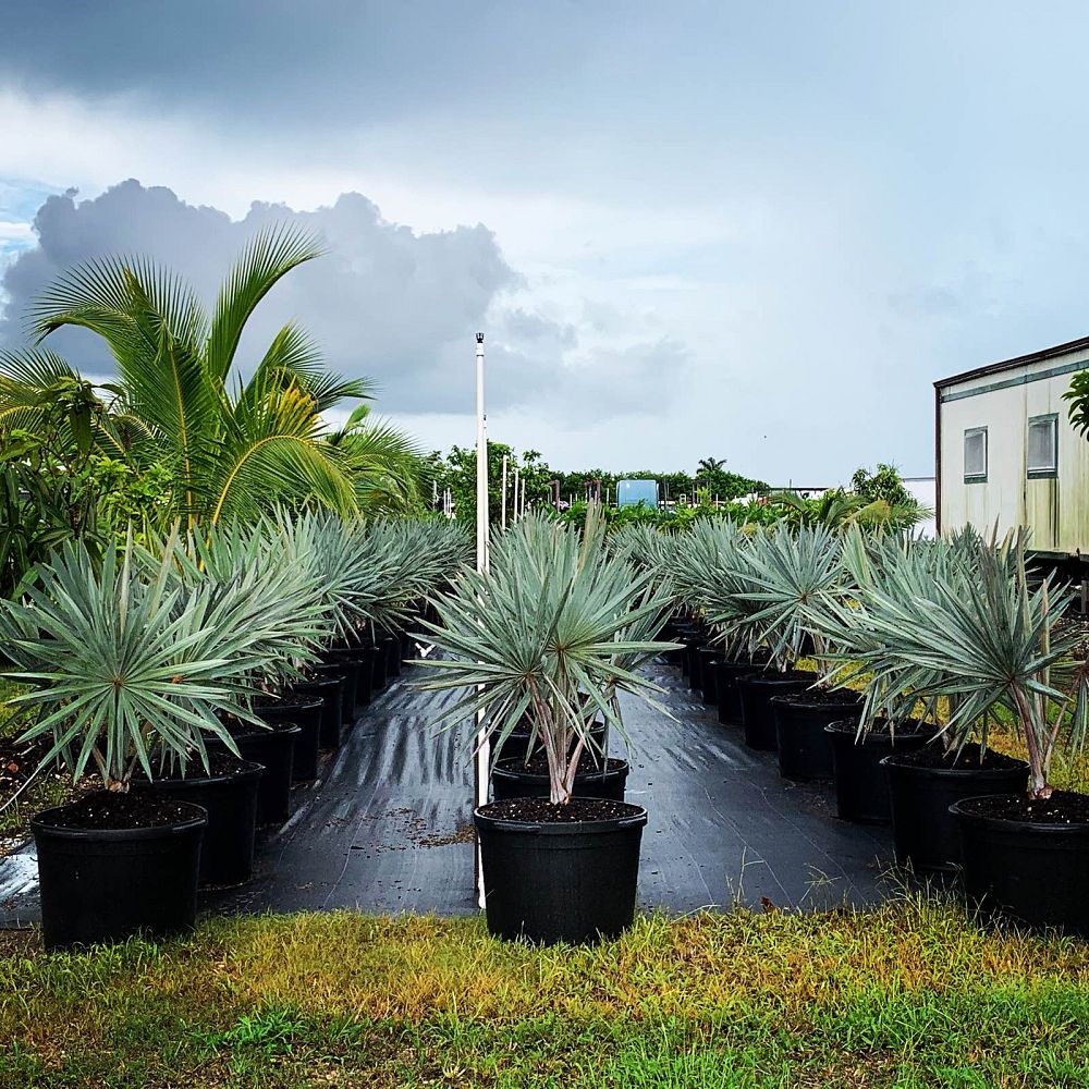 bismarckia-nobilis-silver-bismarck-palm