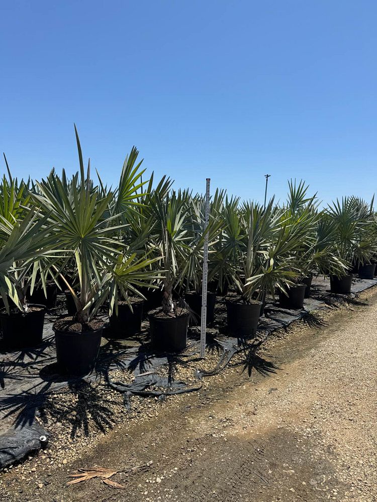 bismarckia-nobilis-silver-bismarck-palm