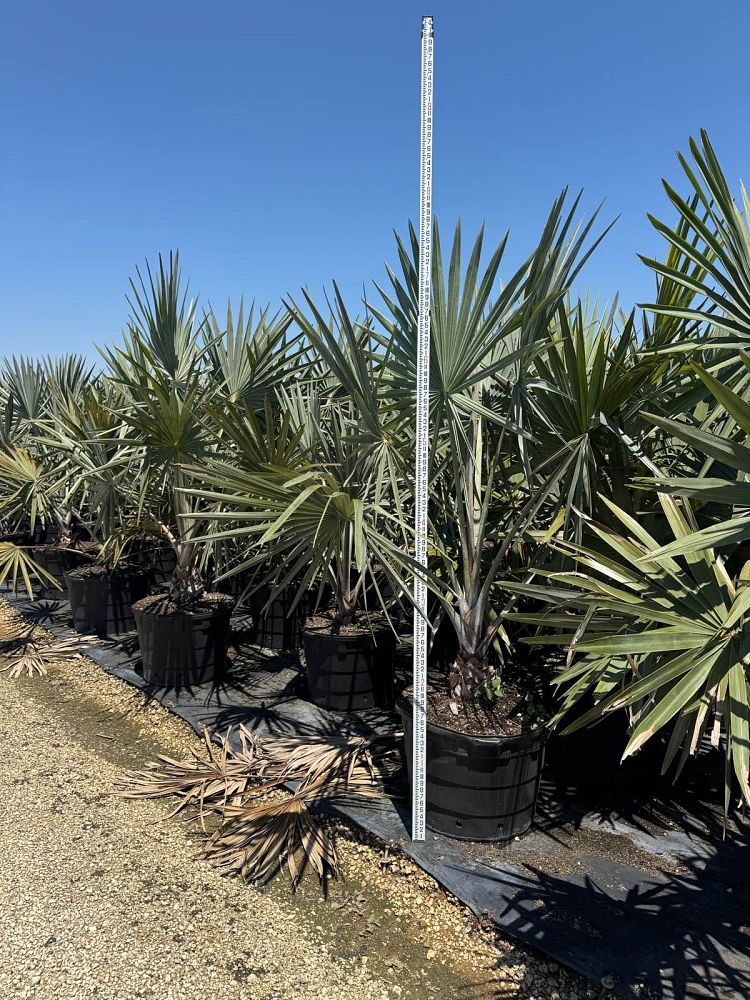 bismarckia-nobilis-silver-bismarck-palm