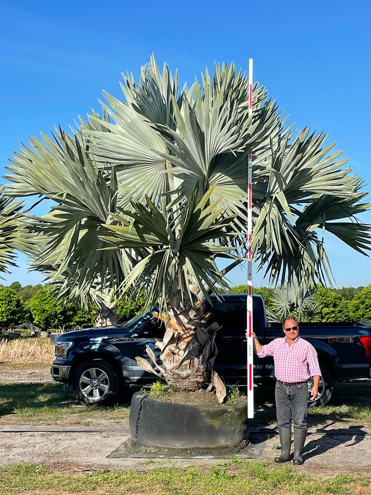 bismarckia-nobilis-silver-bismarck-palm