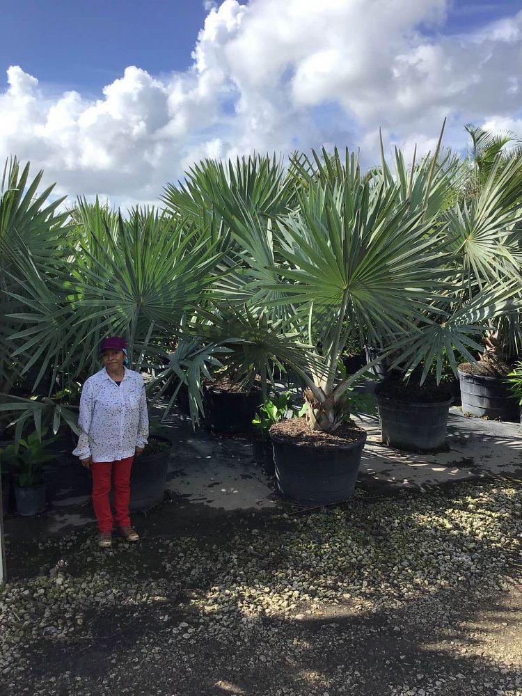 bismarckia-nobilis-silver-bismarck-palm