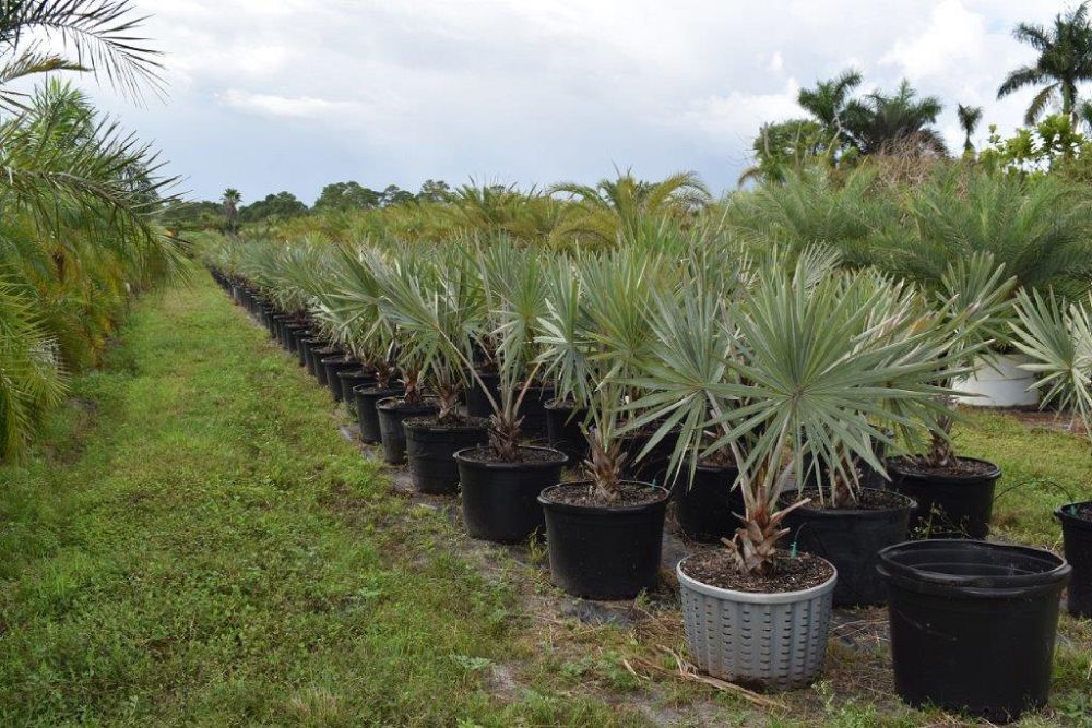 bismarckia-nobilis-silver-bismarck-palm